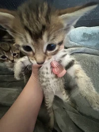 Kitten 