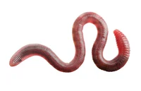 Human Worm Bully