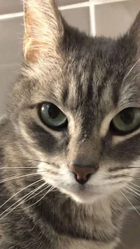 Hanji Zoe is your ca