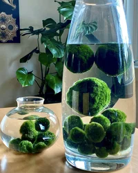 Mossballs