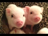 Piggy Babies