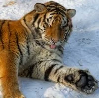 Tiger Landlord