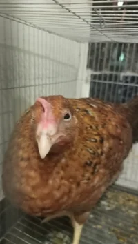Sugar the chicken