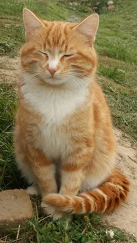 Smart orange cat