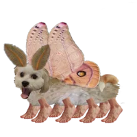 Dog Moth