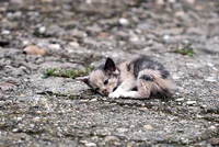 abandoned small cat