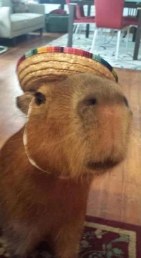 Capybara