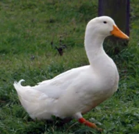 White Duck