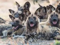 African wildogs