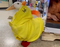Emphany the Duck
