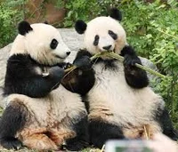 2 pandas