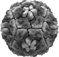 Rhinovirus
