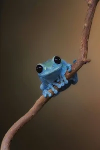 Blue frog