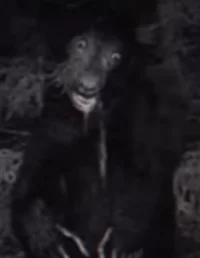 Bear skinwalker