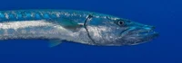 Barracuda 
