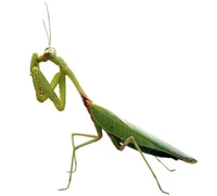 Mantis