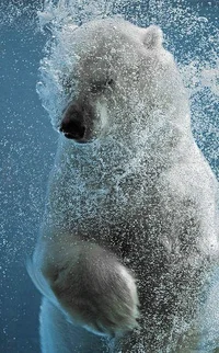 Polar