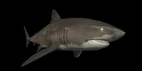 Depth Tiger Shark