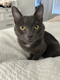 Kitty kat