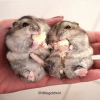 Chubby hamsters