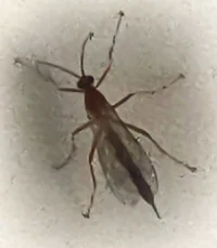 Alice-the-mummy-wasp