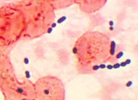 Enterrococcus