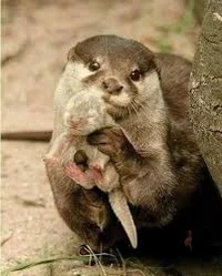 otter mom