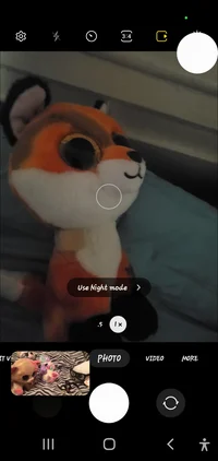 Cooper the Fox