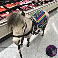 Nala - Service Horse