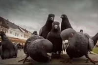 Pigeon gang