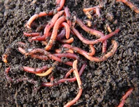 Pile Of Worms