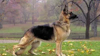 German Shepherd