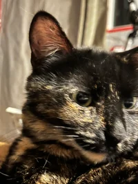 Venus_Cat