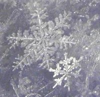 Jack Frost