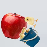 Apple eating chick 