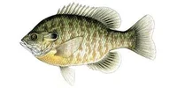 Bluegill