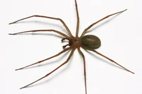 Recluse Spider