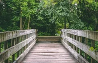 Survival Of The Wood