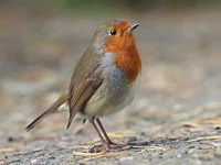 European Robin