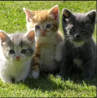 3 kittens