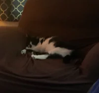 Buddy