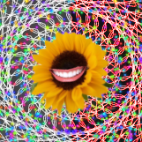 Lil Sunflower blooms