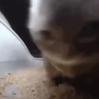 Chipi Chipi Cat Meme