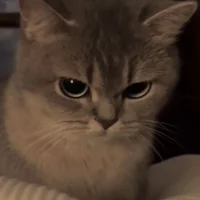 Angry Cat