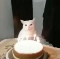 Birthday Cat