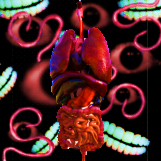 Organ realvel