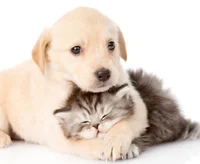 Kitten and dog