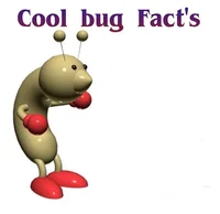Cool bug Facts