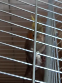 Kori the cockatiel