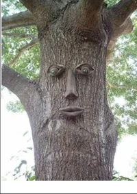 cursed tree